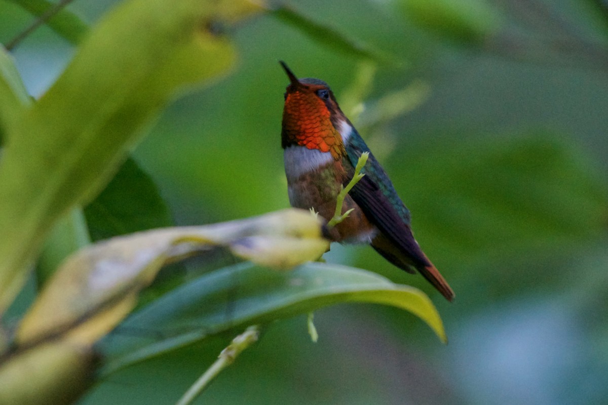Scintillant Hummingbird - ML185931181