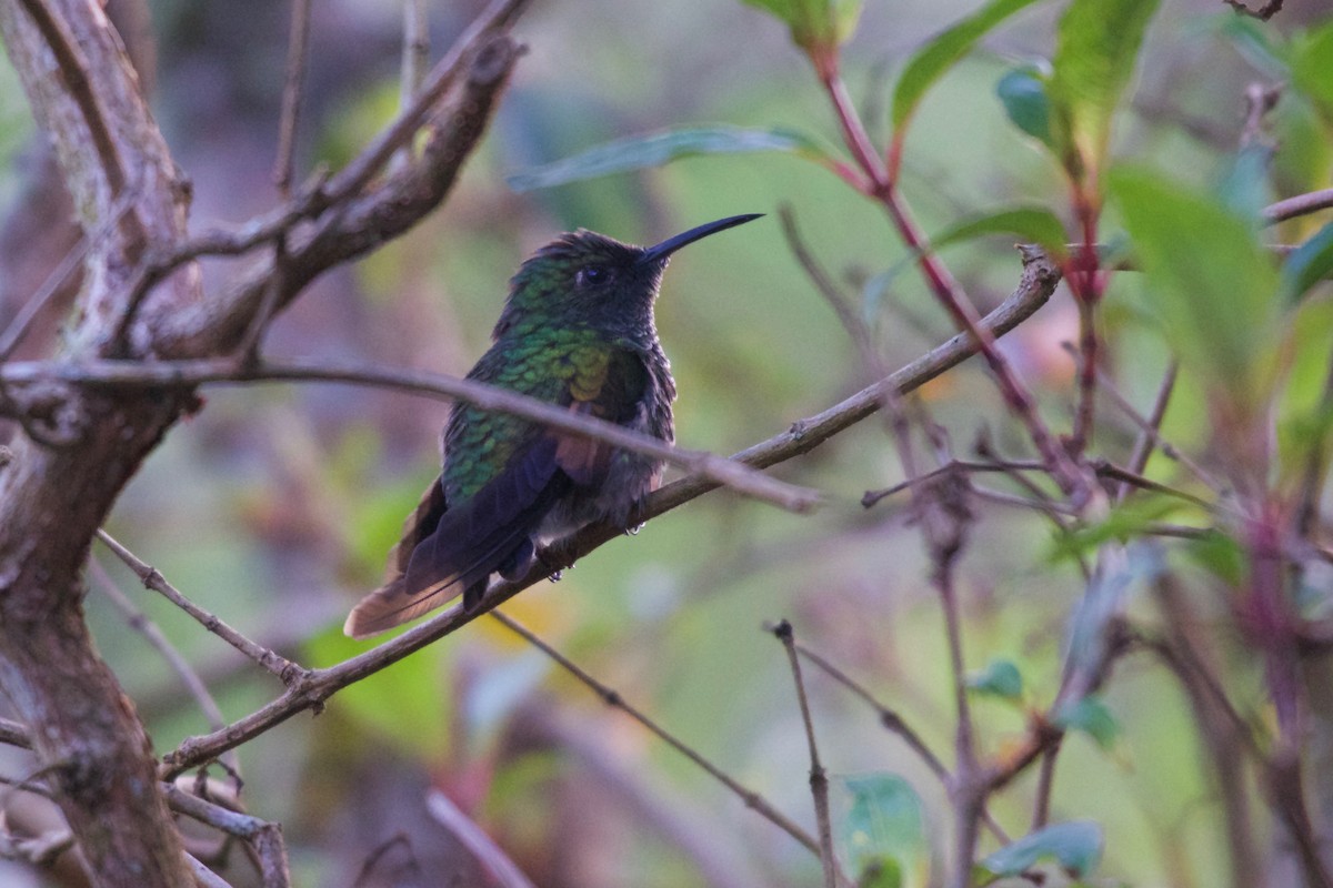 Stripe-tailed Hummingbird - ML185931251