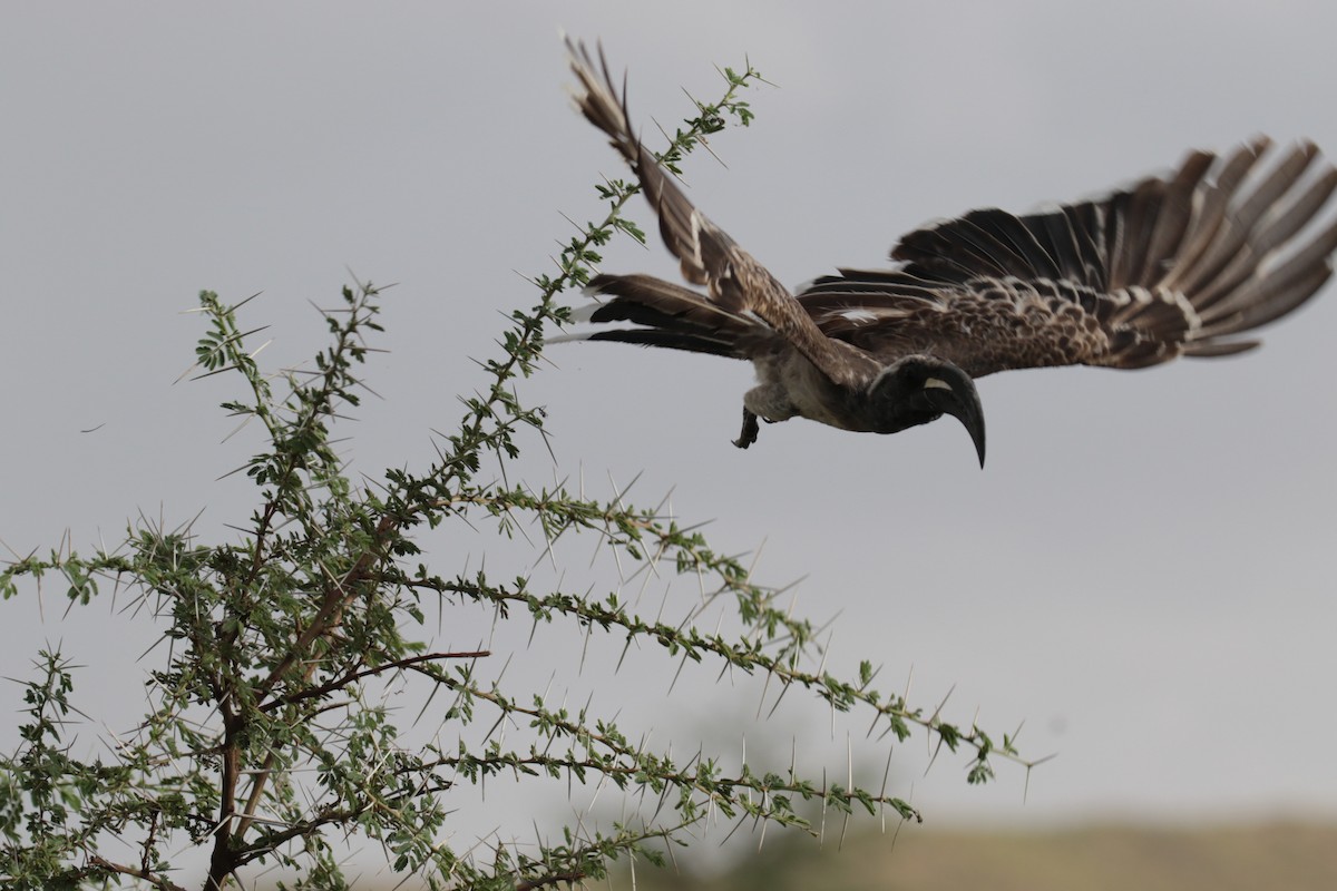 African Gray Hornbill - ML185931351