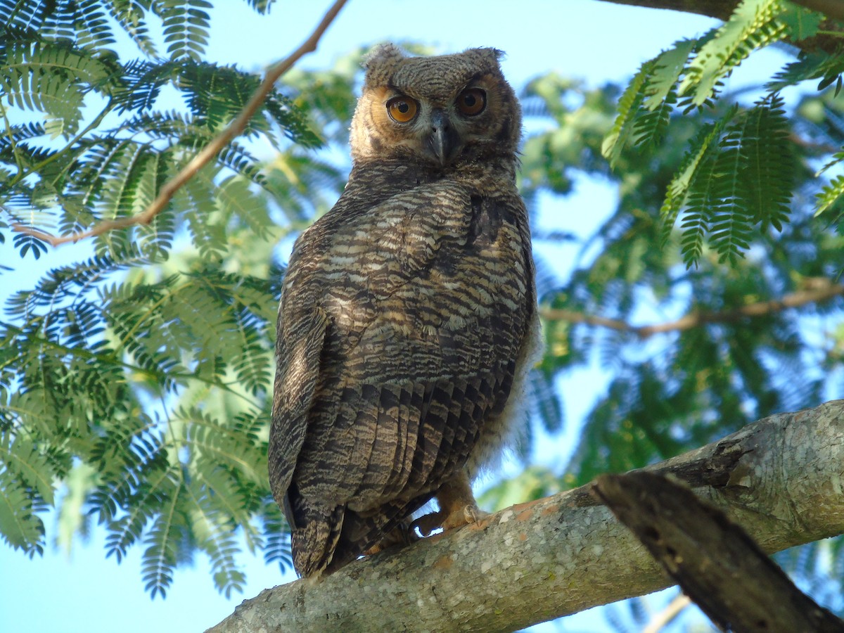Great Horned Owl - ML185933831