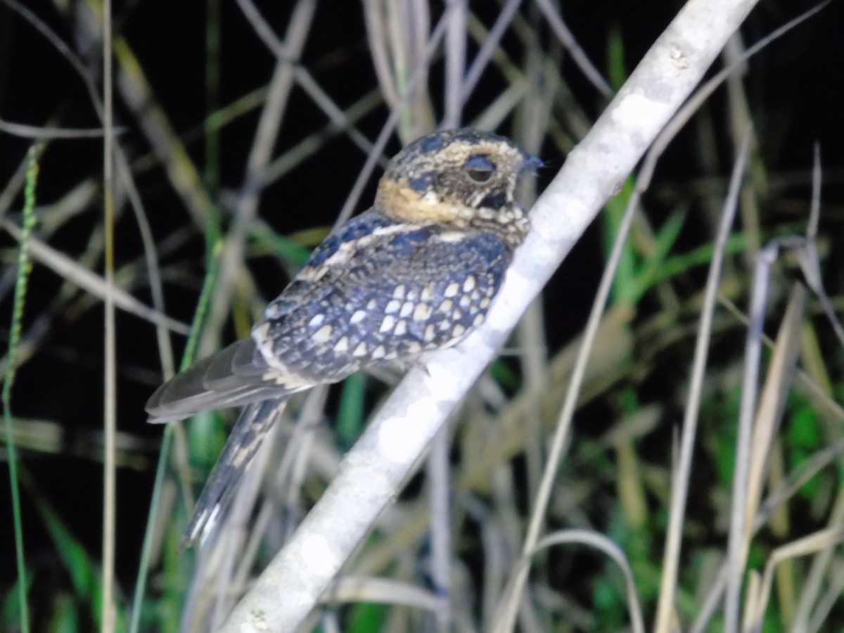 Spot-tailed Nightjar - WILLIAM MACIEL