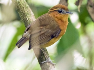 雌鳥 - Claudia Brasileiro - ML185934651