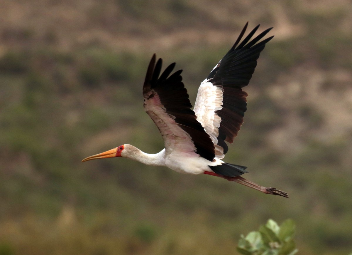 Tantale ibis - ML185934961
