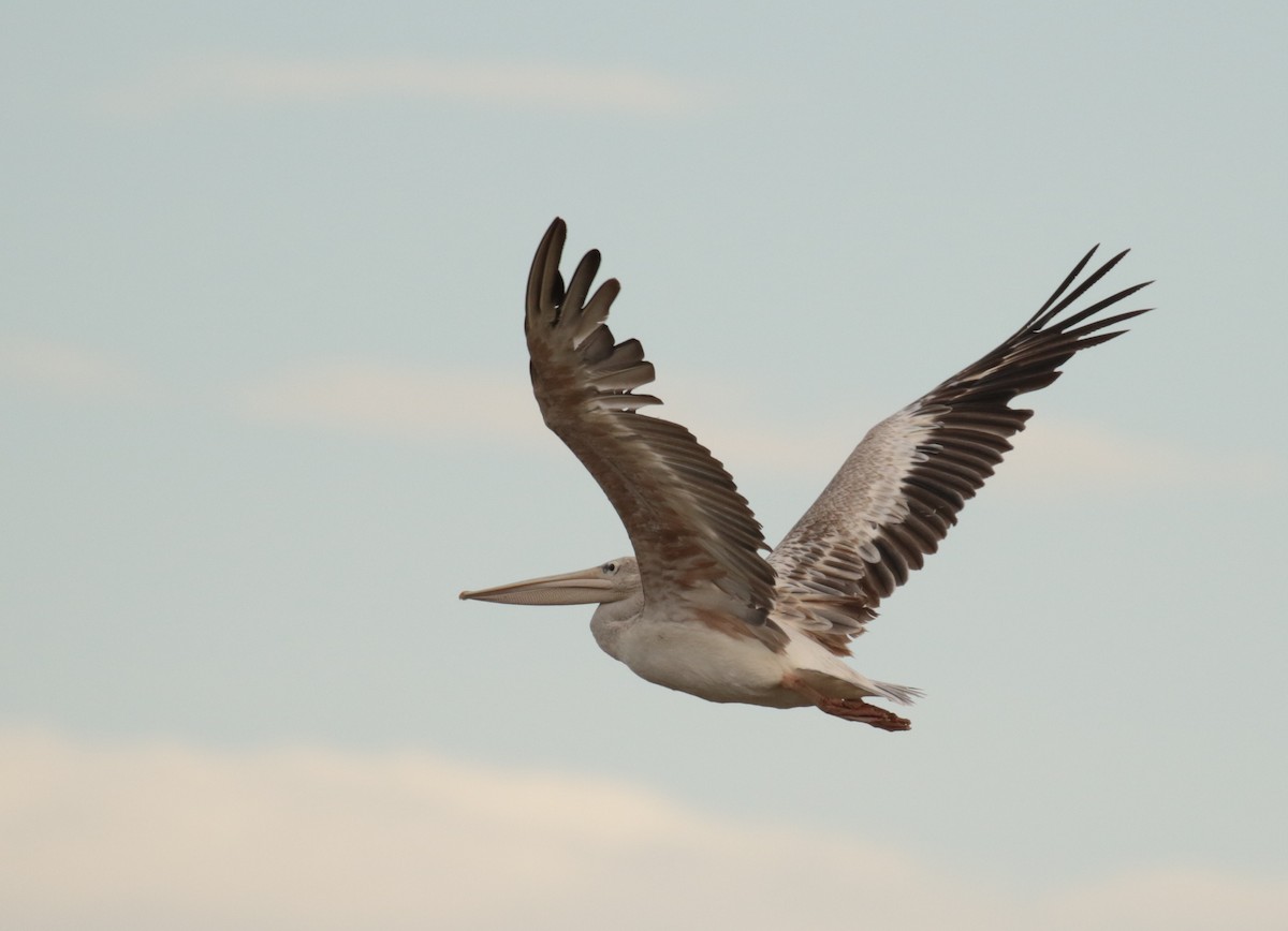 Pink-backed Pelican - ML185935001