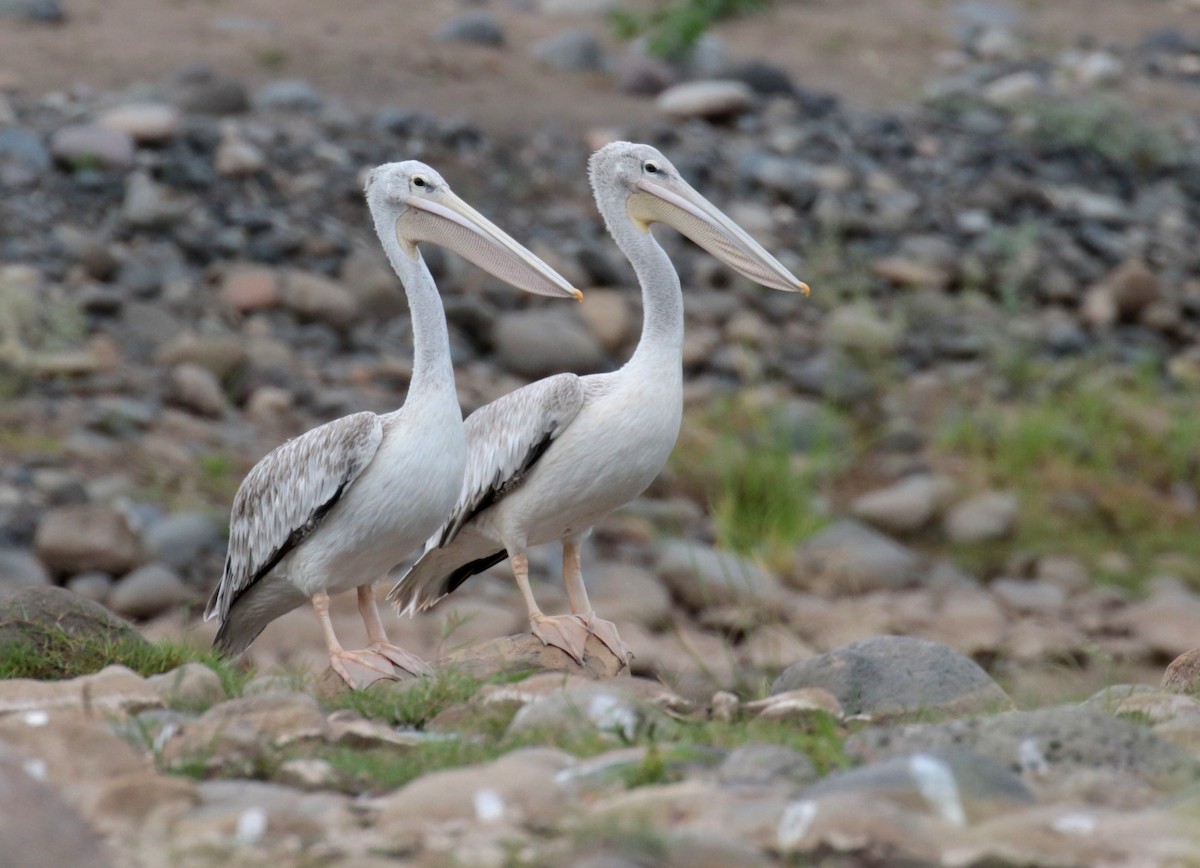 Pink-backed Pelican - ML185935011