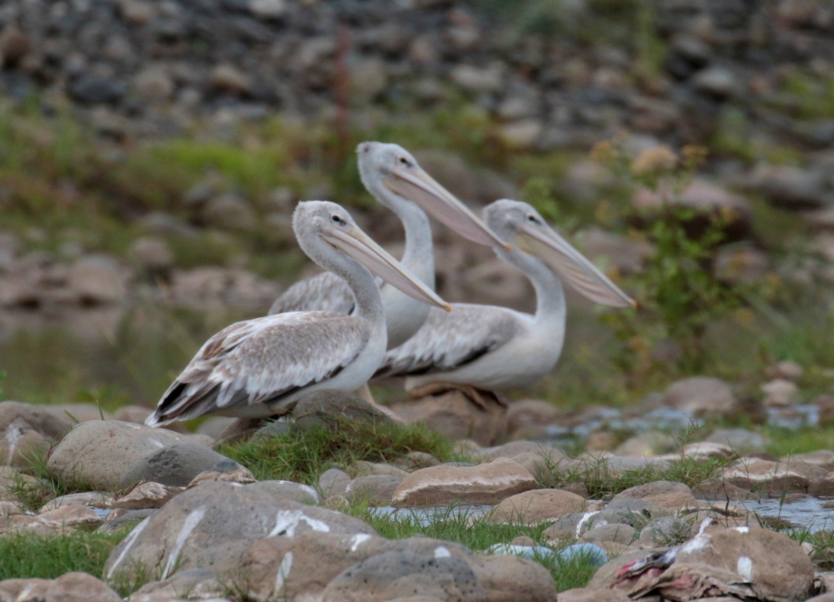 Pink-backed Pelican - ML185935021
