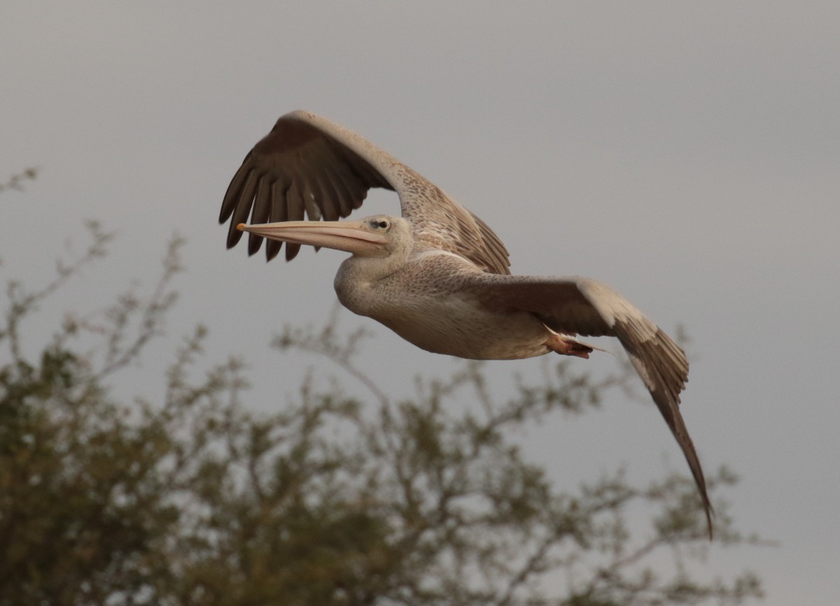 Pink-backed Pelican - ML185935041