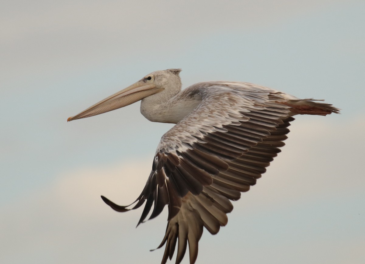 Pink-backed Pelican - ML185935051