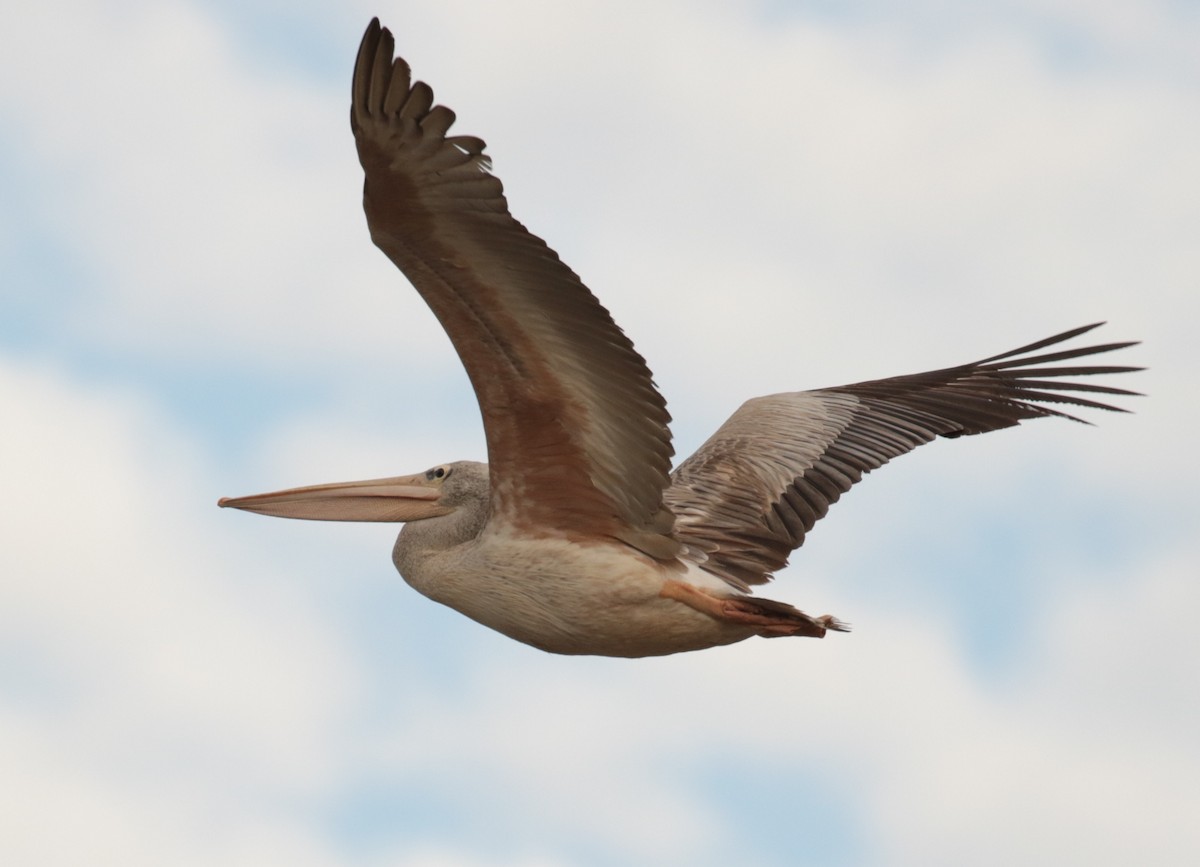 Pink-backed Pelican - ML185935061