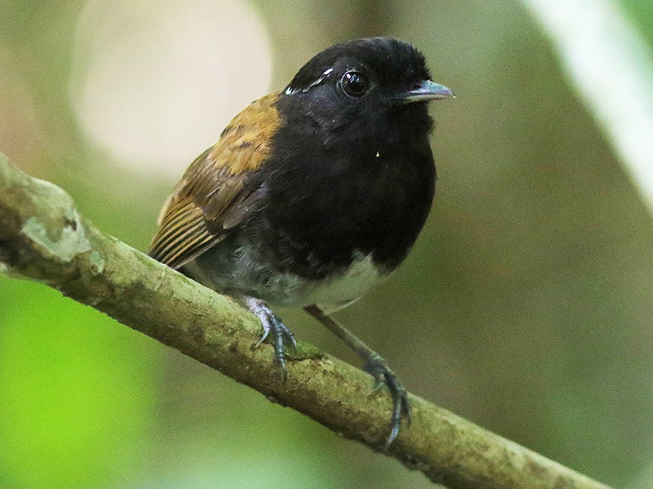 Hooded Gnateater - Alex Mesquita