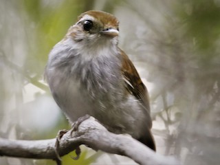 Weibchen - Alexander Galvão - ML185935101