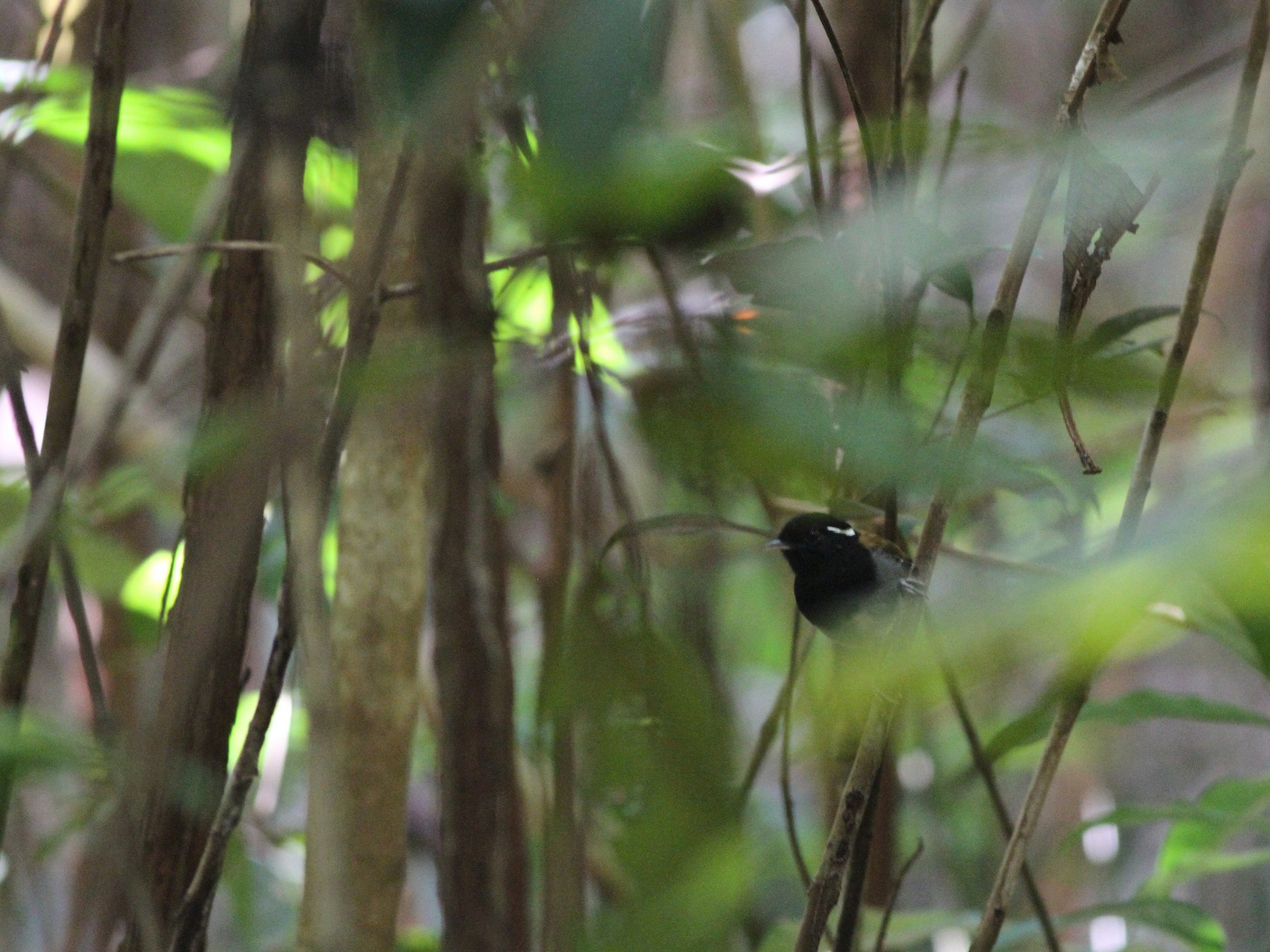 Hooded Gnateater - Anthony Collerton