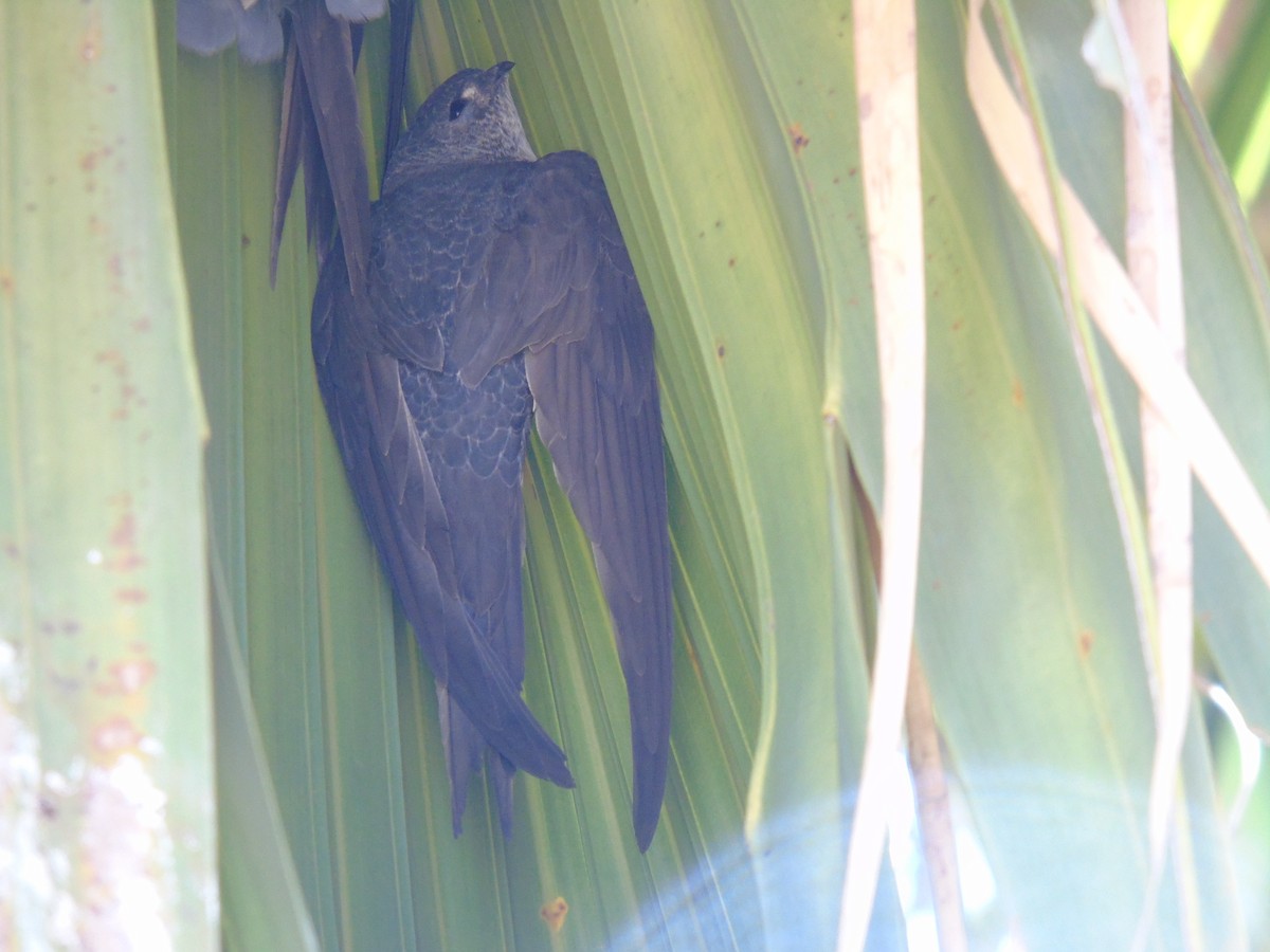 Fork-tailed Palm Swift - WILLIAM MACIEL