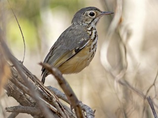  - White-browed Antpitta