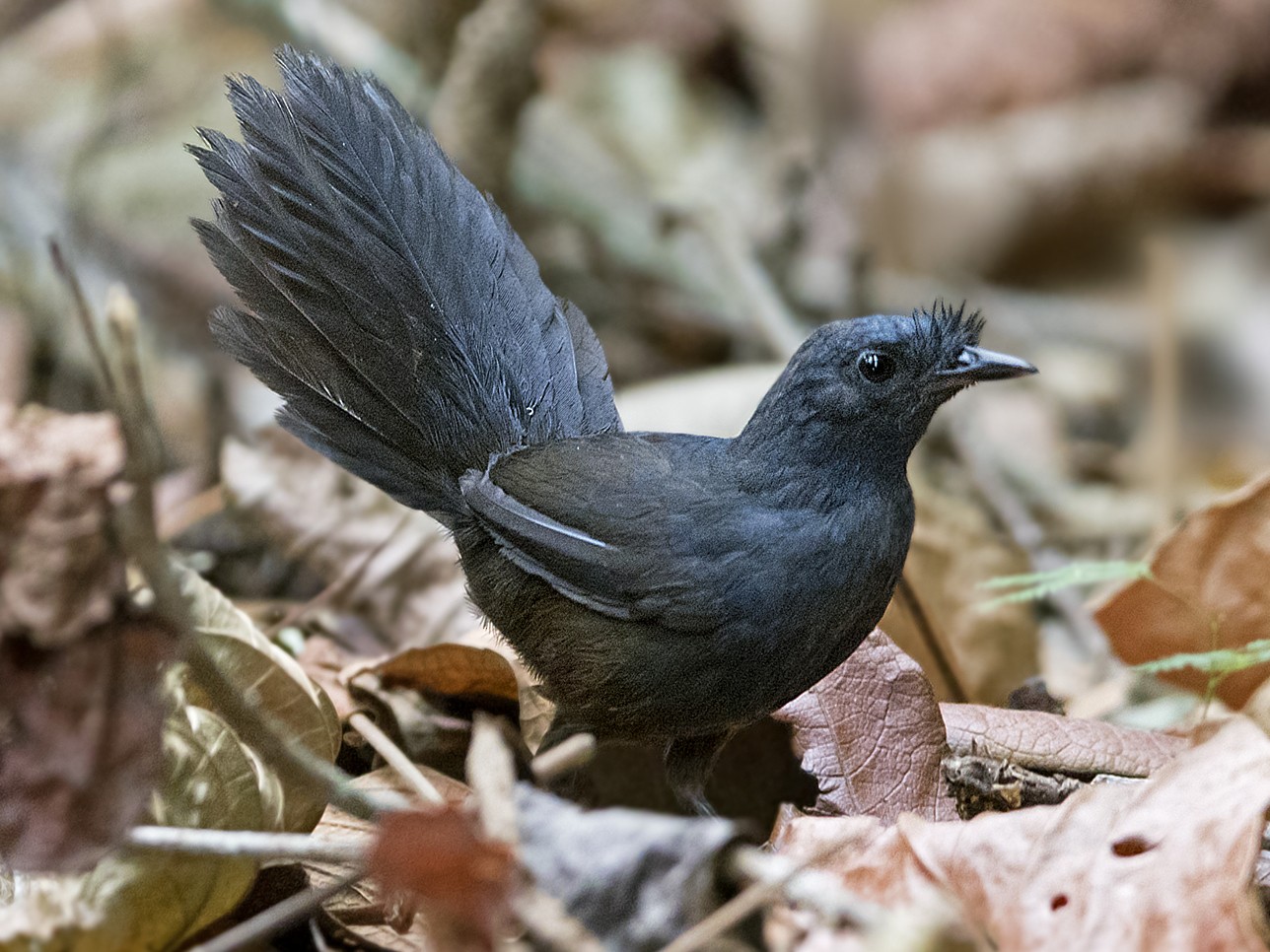 Stresemann's Bristlefront - Ciro Albano