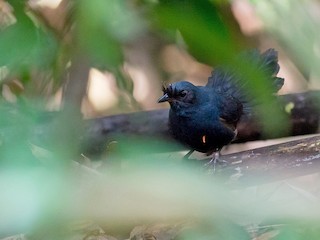  - Stresemann's Bristlefront