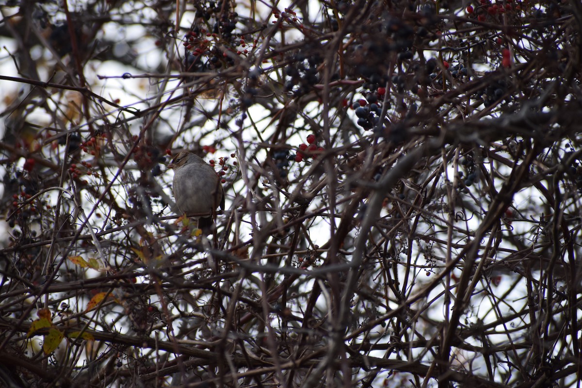 White-crowned Sparrow - ML185936391