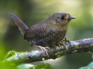 幼鳥 - Maiara Vissoto - ML185937411