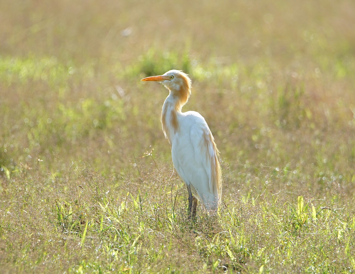 Eastern Cattle Egret - Raghavendra  Pai