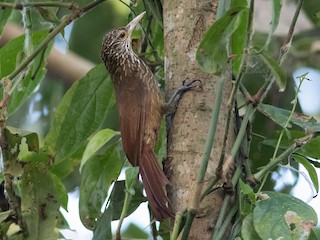  - Zimmer's Woodcreeper
