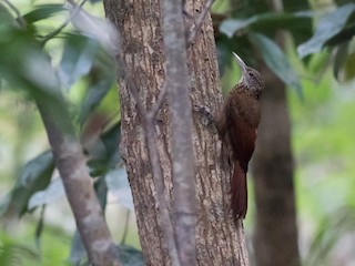  - Zimmer's Woodcreeper