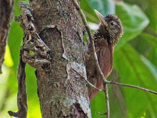  - Zimmer's Woodcreeper