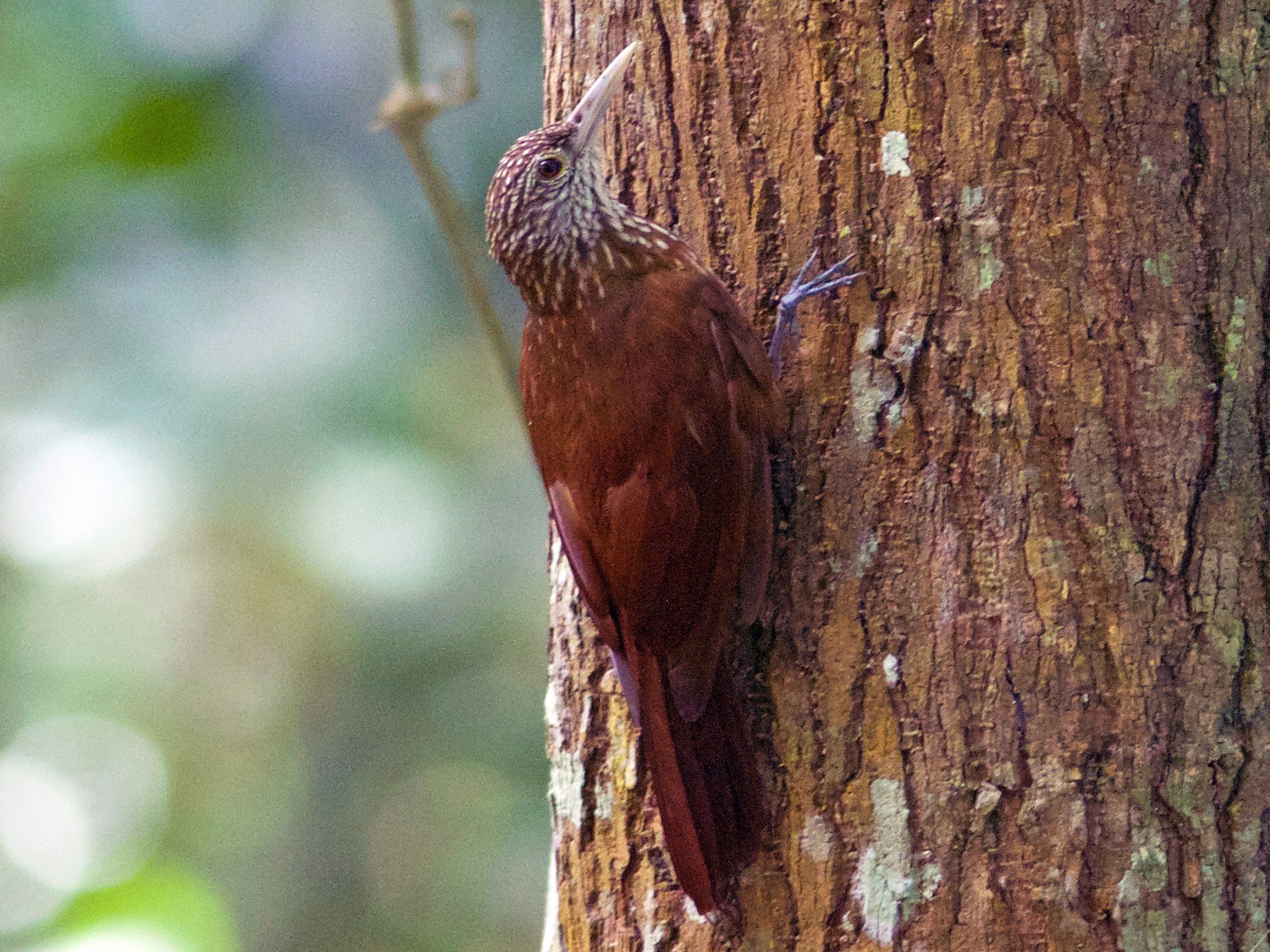 Zimmer's Woodcreeper - eBird