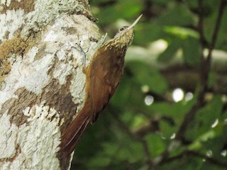  - Zimmer's Woodcreeper