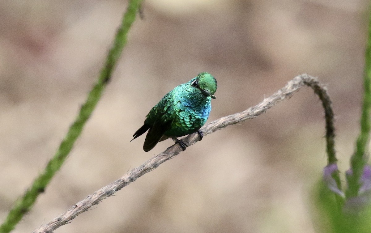 Blue-tailed Emerald - ML185946441