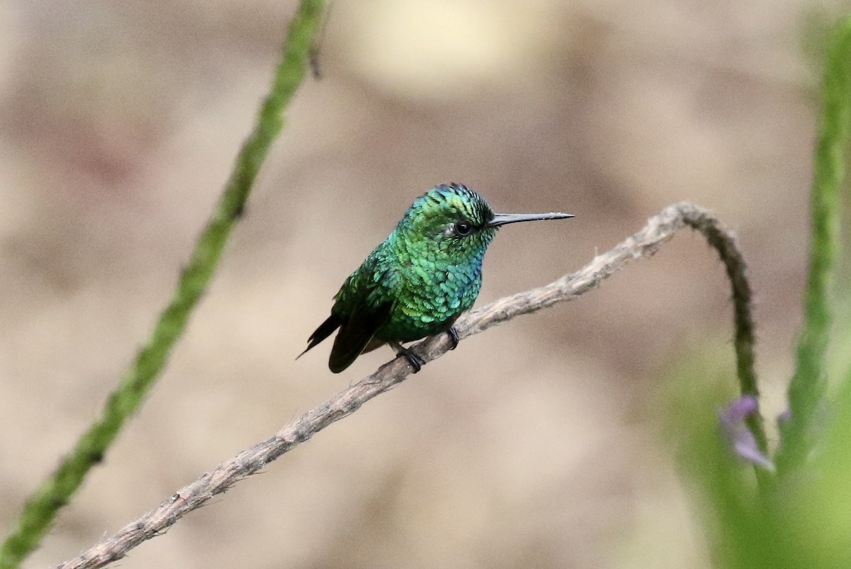 Blue-tailed Emerald - ML185946451