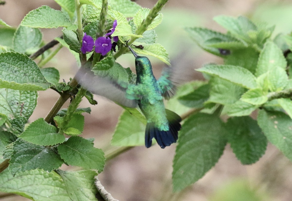 Blue-tailed Emerald - ML185946461