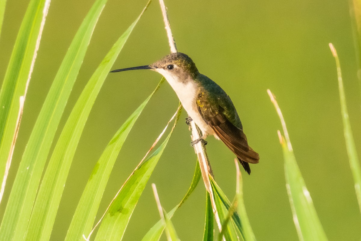 Ruby-throated Hummingbird - André Beauchesne