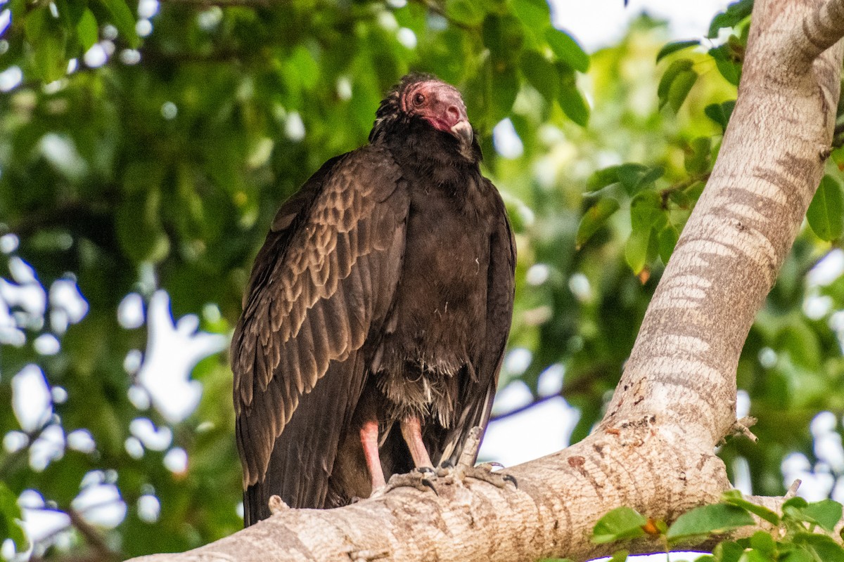 Turkey Vulture - André Beauchesne