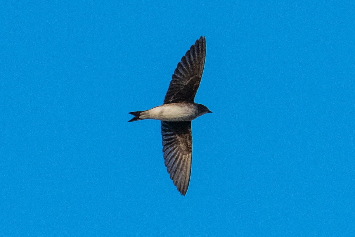 Gray-breasted Martin - André Beauchesne
