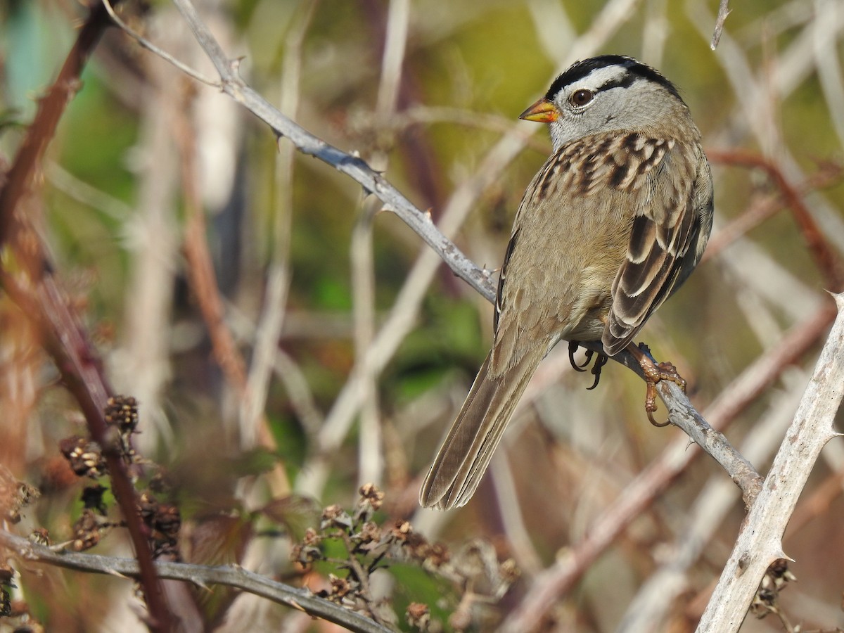 White-crowned Sparrow - Isaac  Denzer