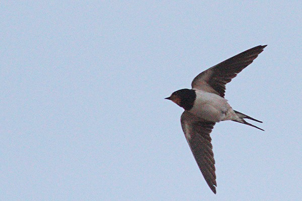Barn Swallow - ML185954801