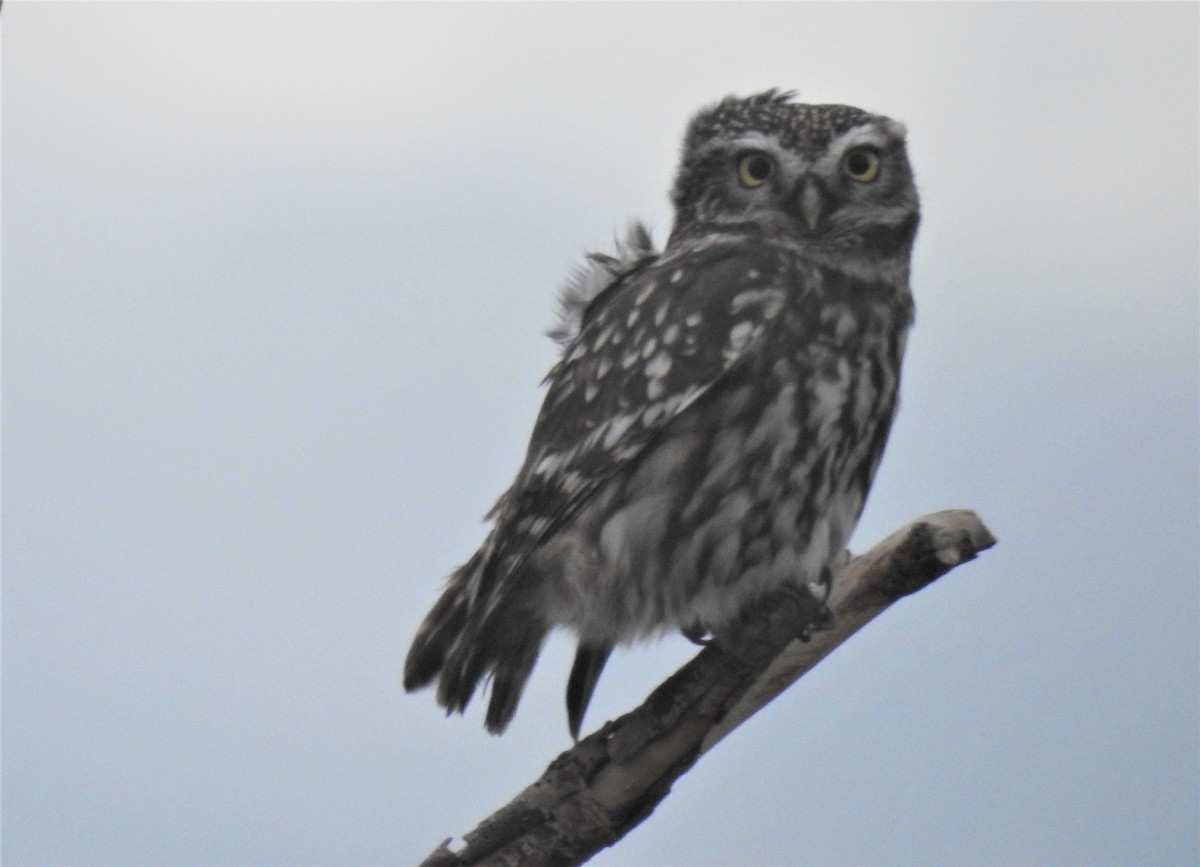 Little Owl - ML185955161