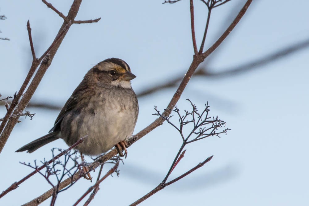 White-throated Sparrow - John Mann