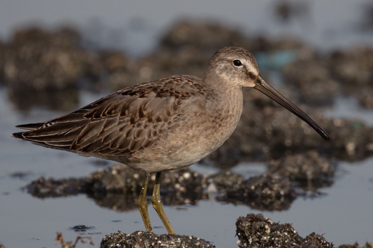 Long-billed Dowitcher - ML185957371