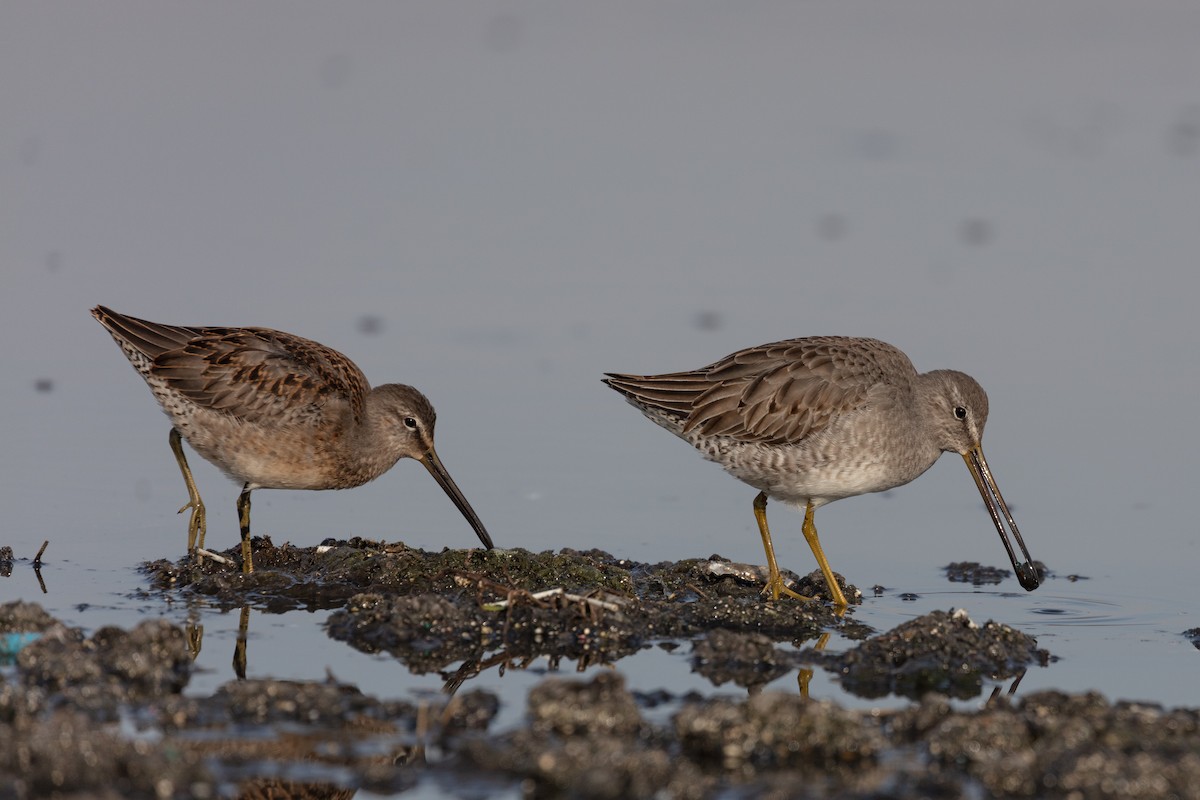 Long-billed Dowitcher - ML185957401