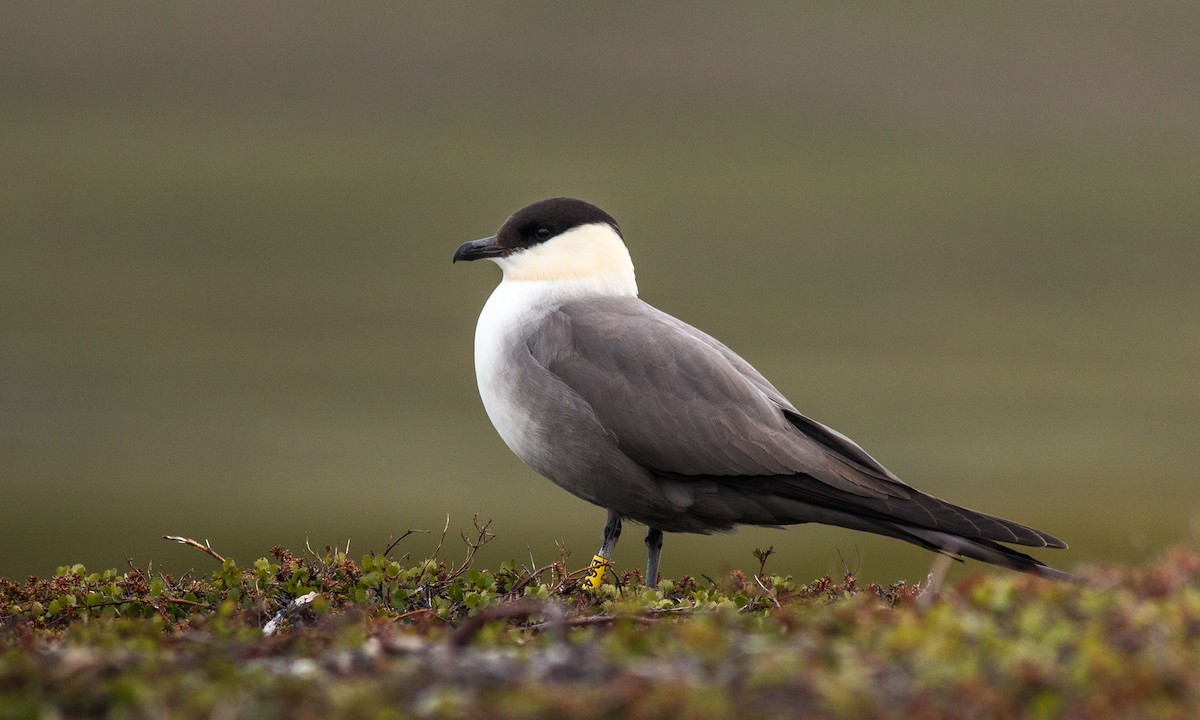 Long-tailed Jaeger - ML185964281