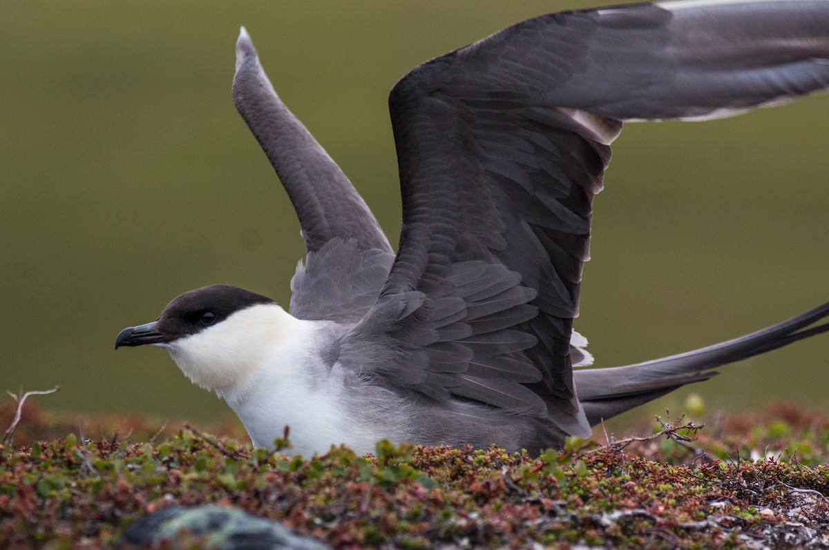 Long-tailed Jaeger - ML185964291