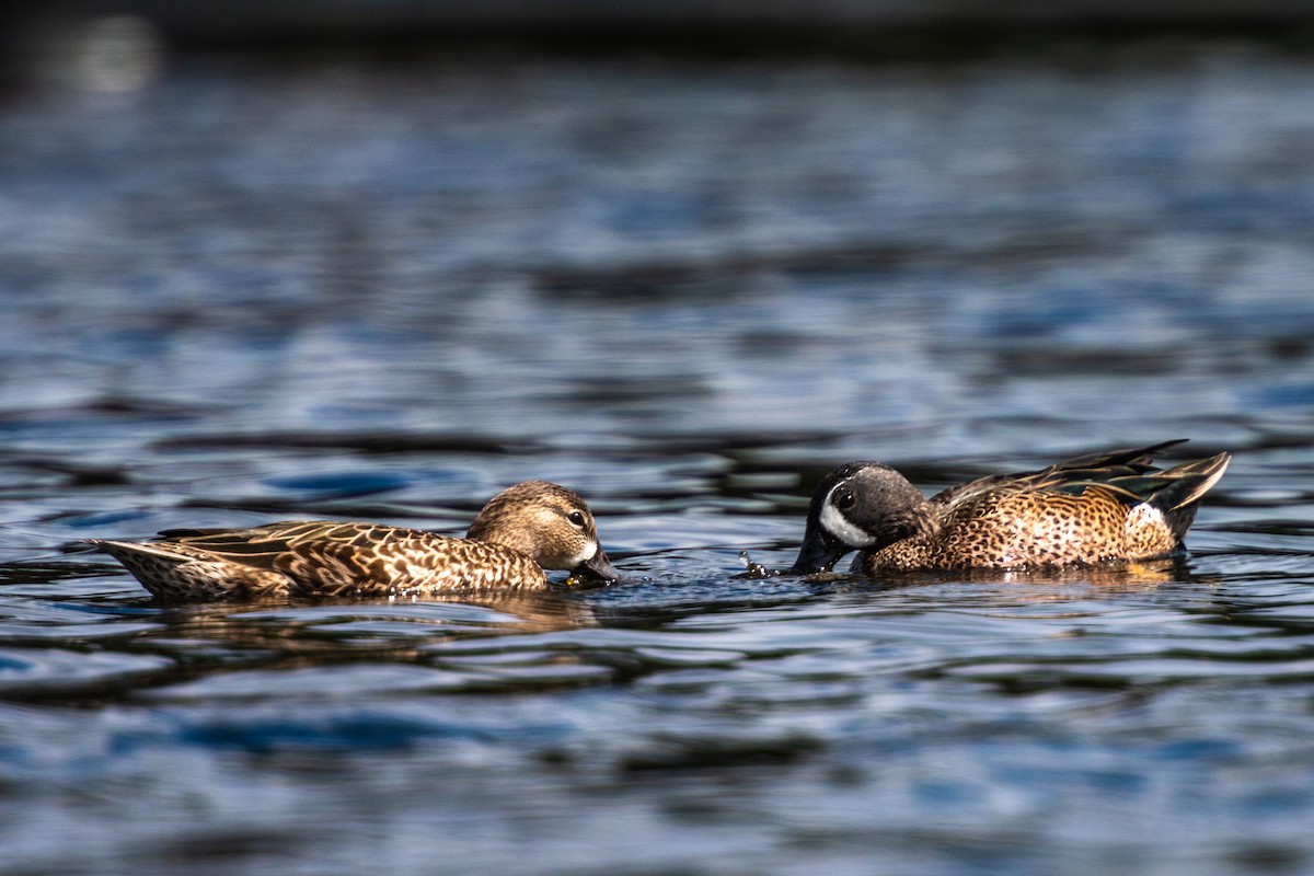 Blue-winged Teal - André Beauchesne