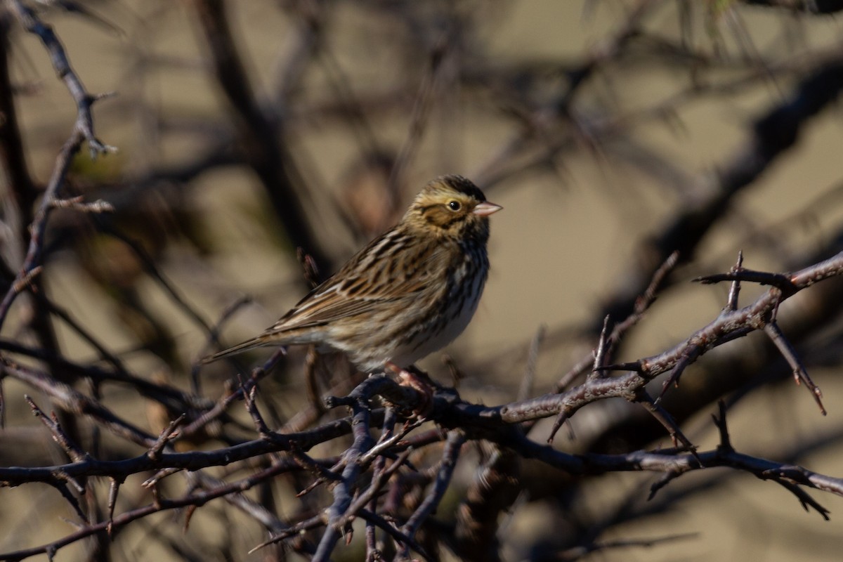 Savannah Sparrow - Kristopher (Kit) Dapprich