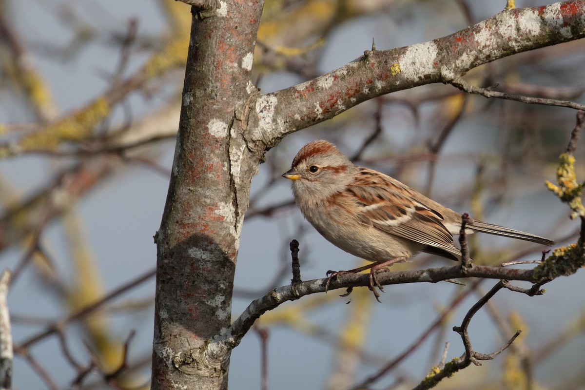 American Tree Sparrow - ML185966531