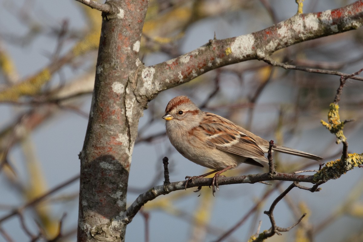 American Tree Sparrow - ML185966541