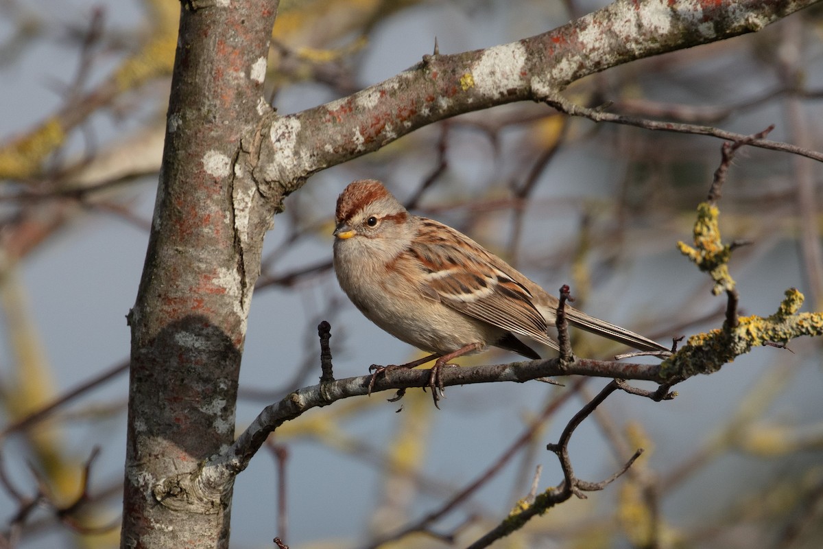 American Tree Sparrow - ML185966551