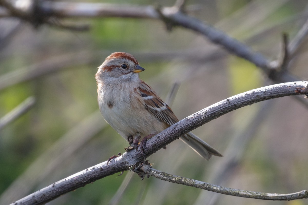 American Tree Sparrow - ML185966741