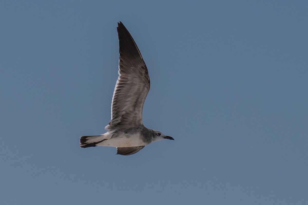 Laughing Gull - André Beauchesne