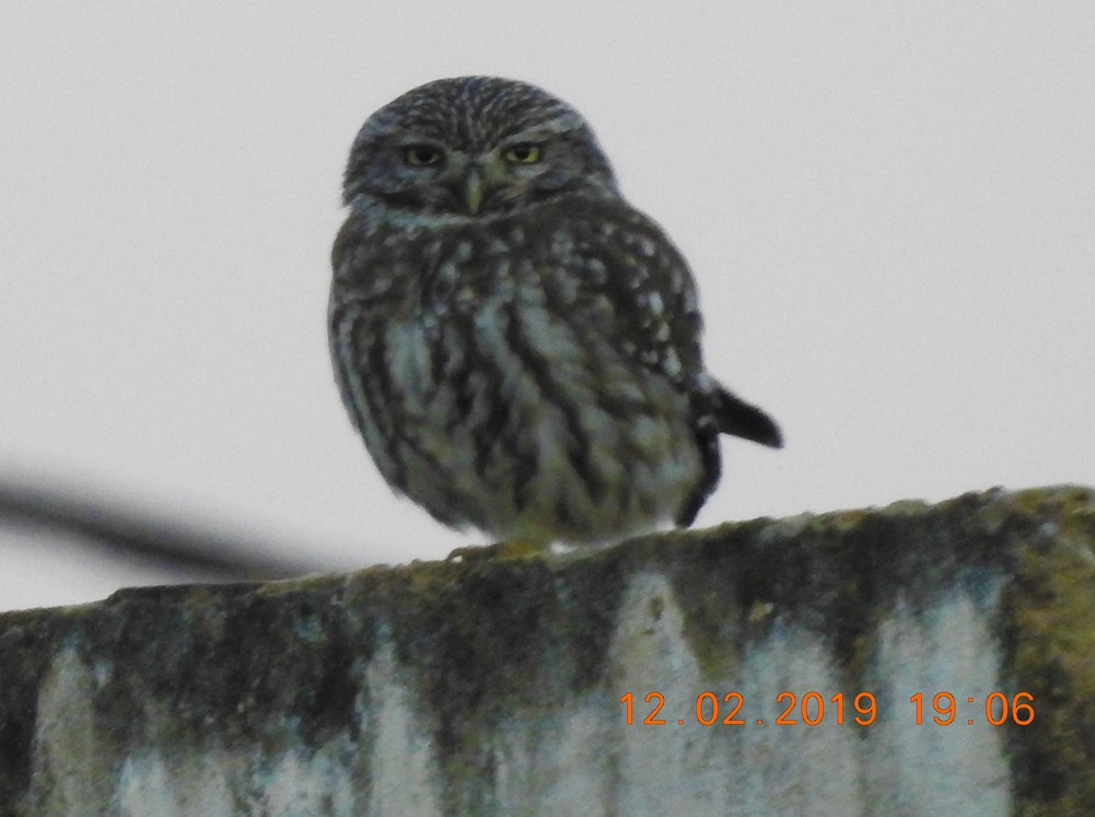 Little Owl - Brian Carruthers